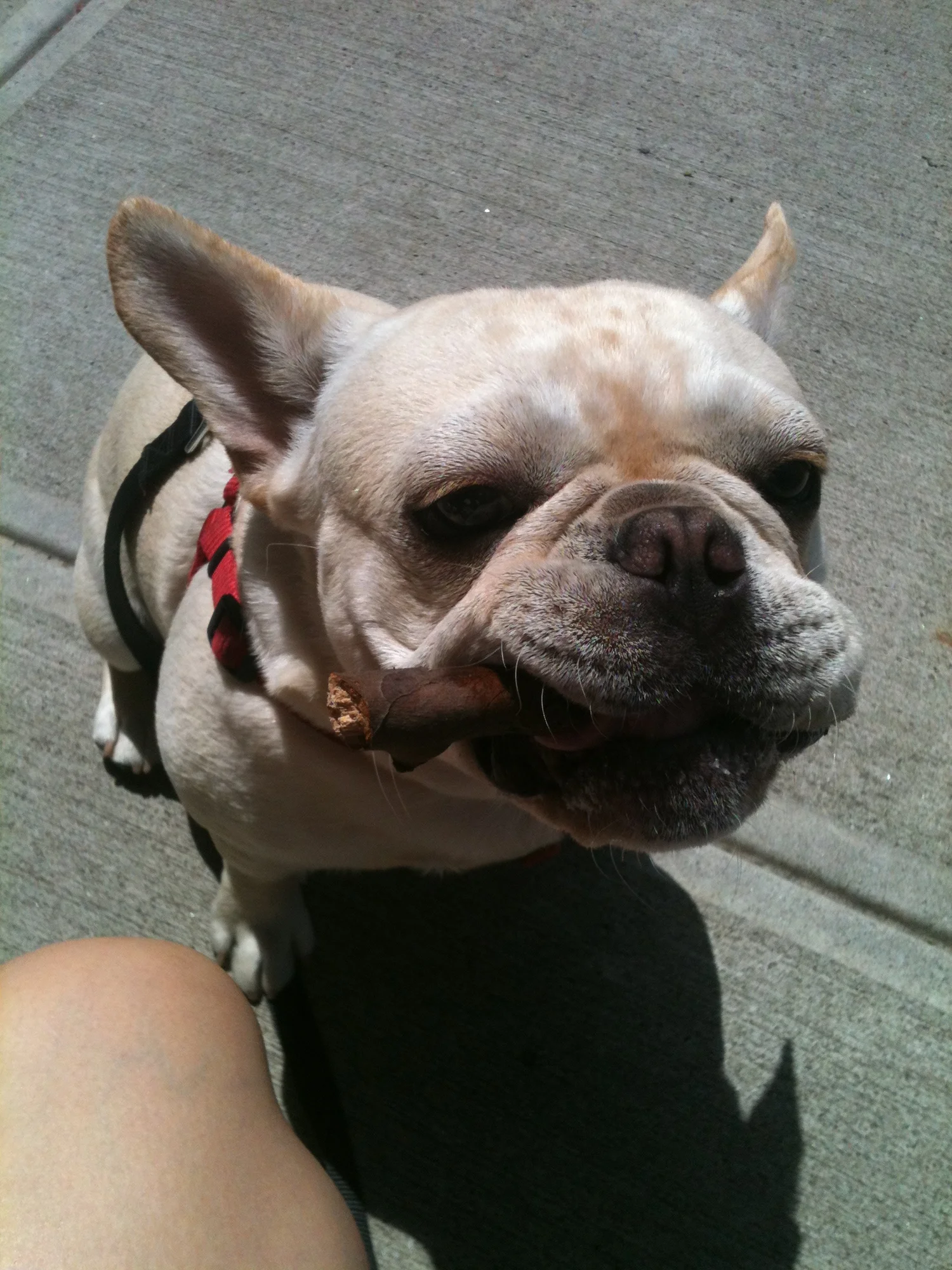 Luke DogWalker — happy dog 38