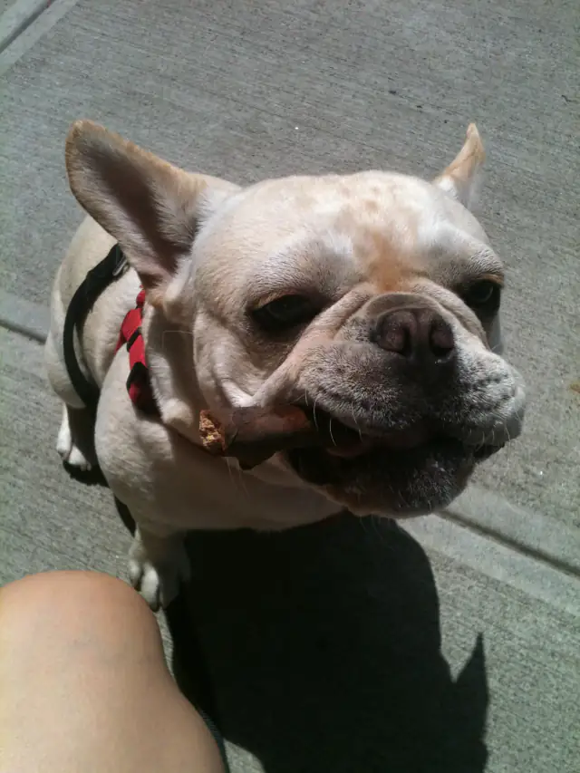 Luke DogWalker — happy dog 38