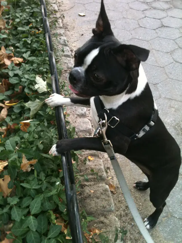 Luke DogWalker — happy dog 39