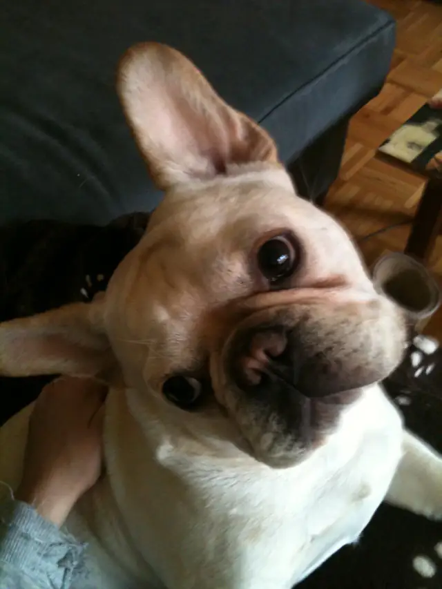 Luke DogWalker — happy dog 40