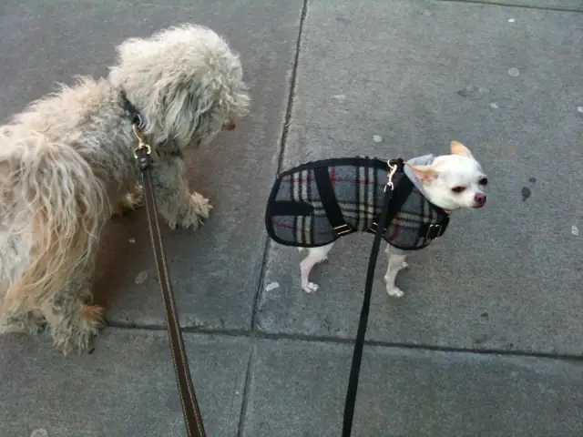 Luke DogWalker — happy dog 41