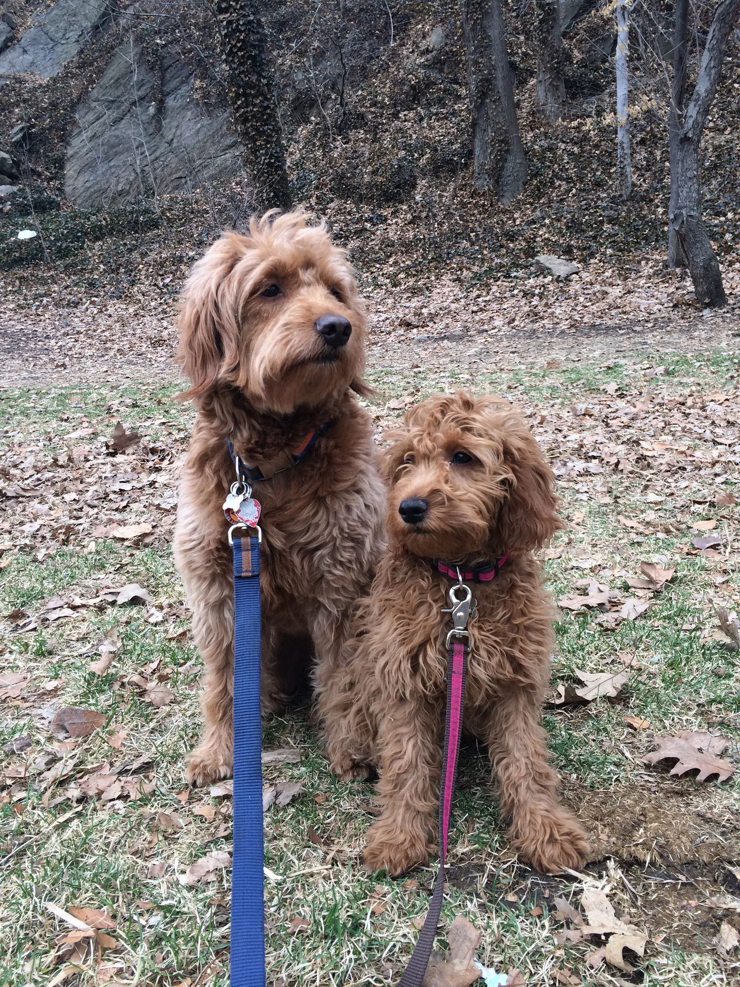 Luke DogWalker — happy dog 42