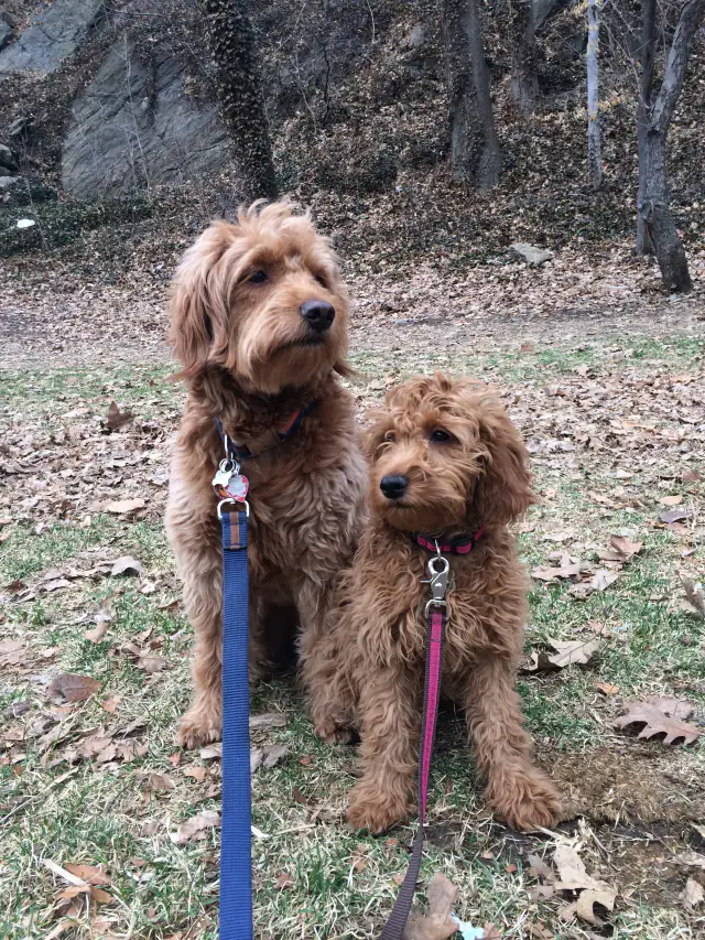 Luke DogWalker — happy dog 42