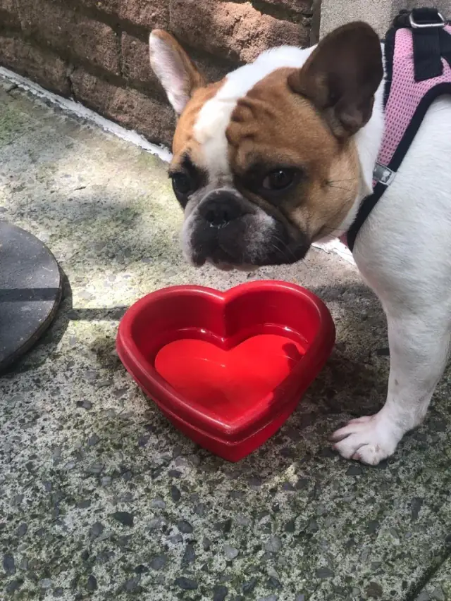 Luke DogWalker — happy dog 43