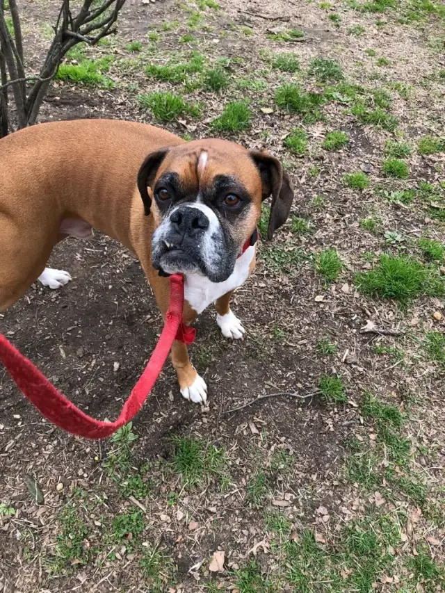 Luke DogWalker — happy dog 44