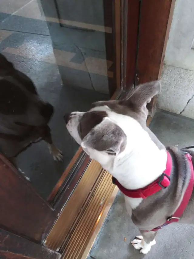 Luke DogWalker — happy dog 45