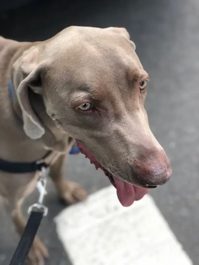 Luke DogWalker — happy dog 46