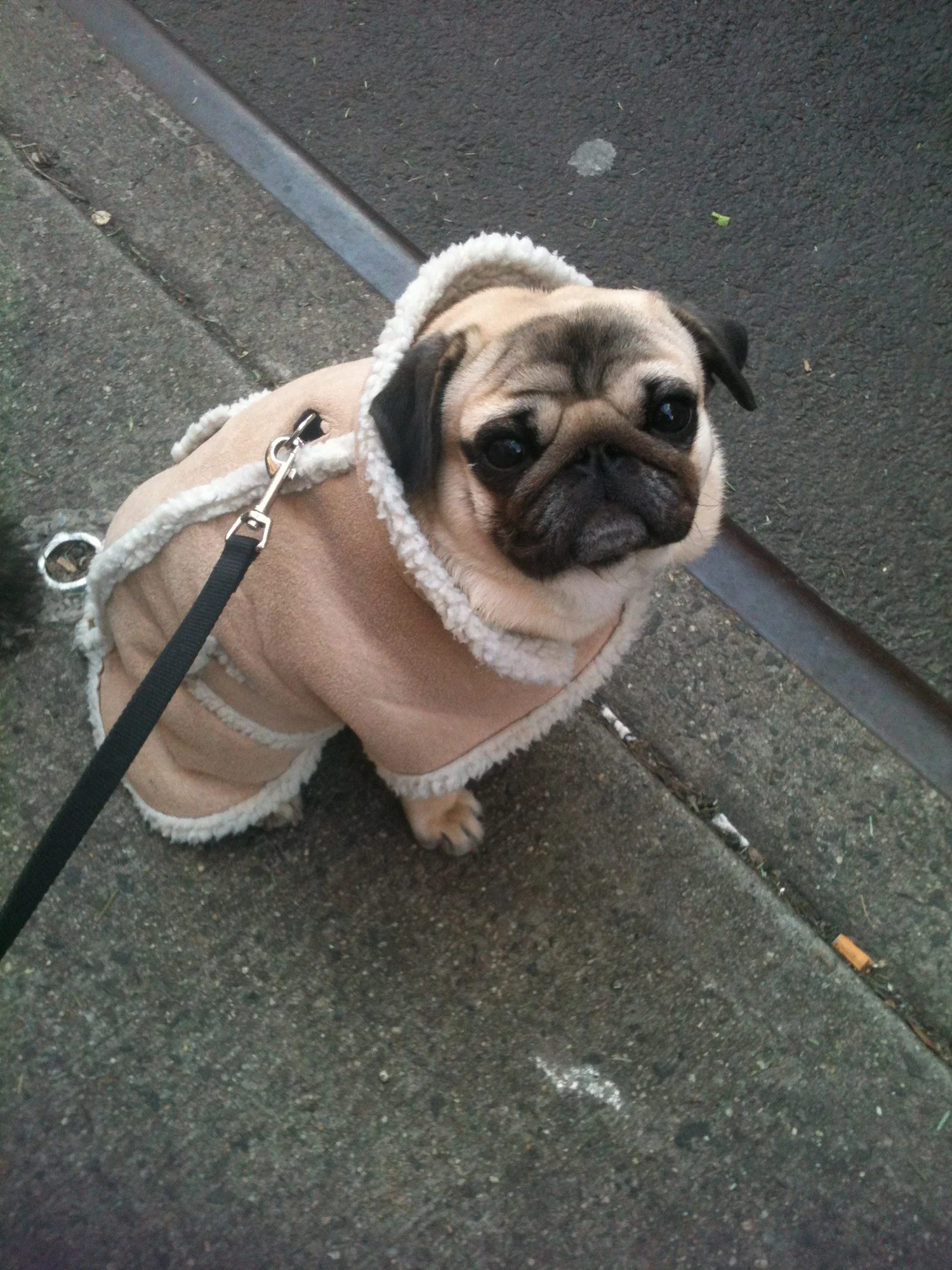 Luke DogWalker — happy dog 47