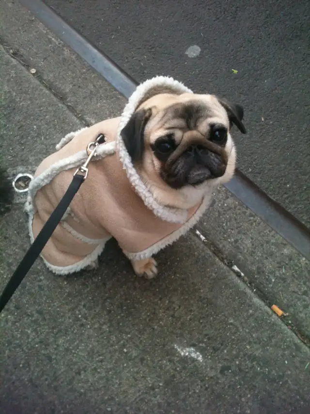 Luke DogWalker — happy dog 47