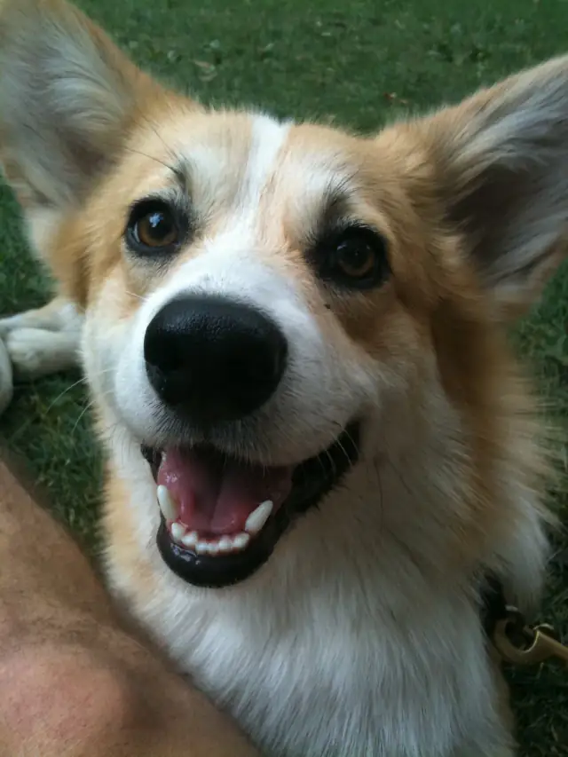 Luke DogWalker — happy dog 48