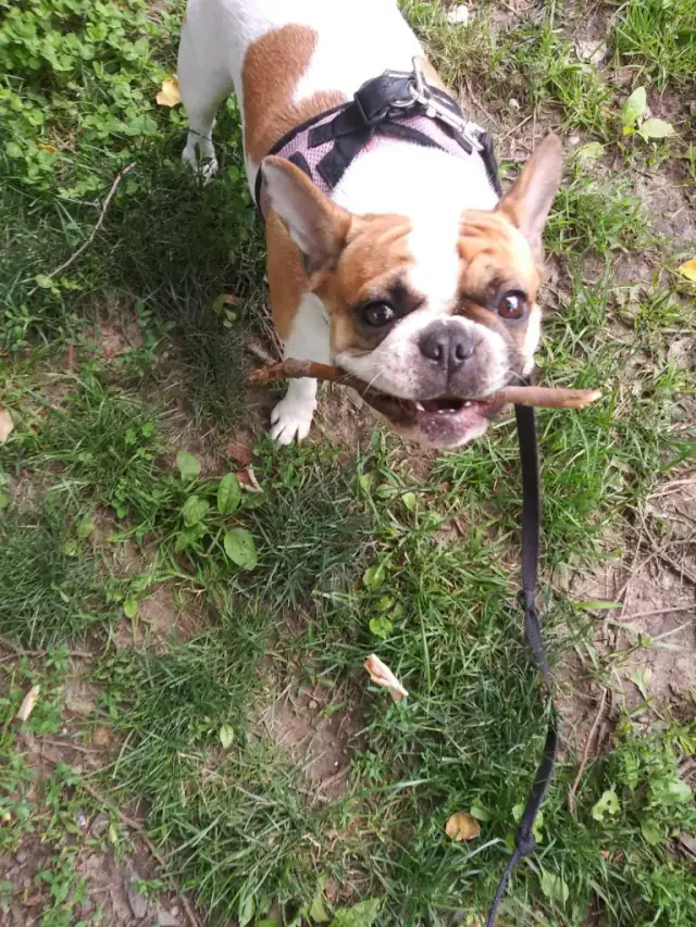 Luke DogWalker — happy dog 49