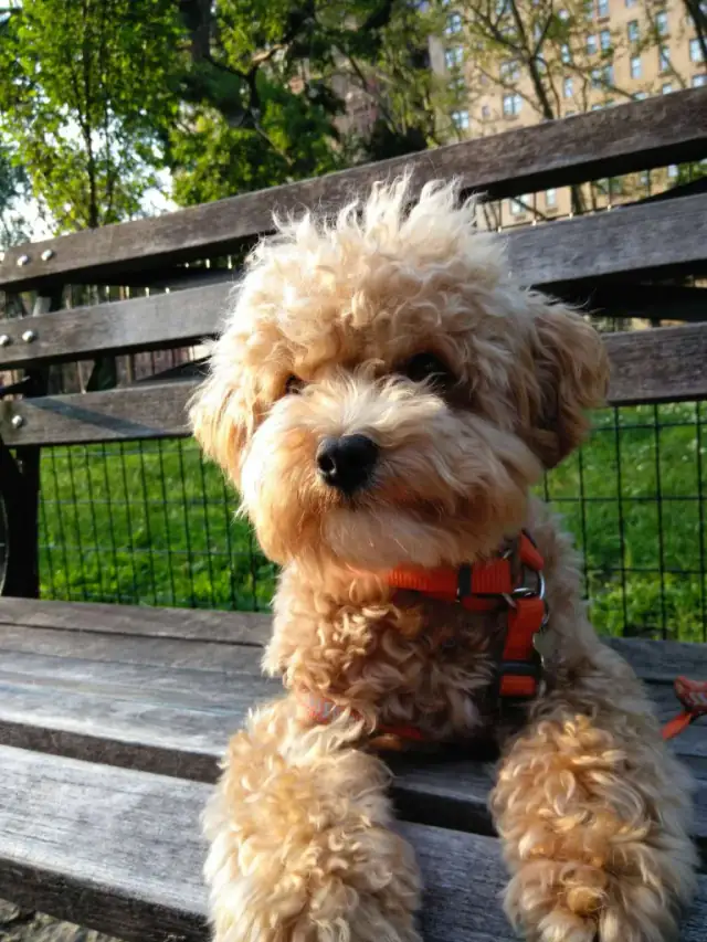 Luke DogWalker — happy dog 50