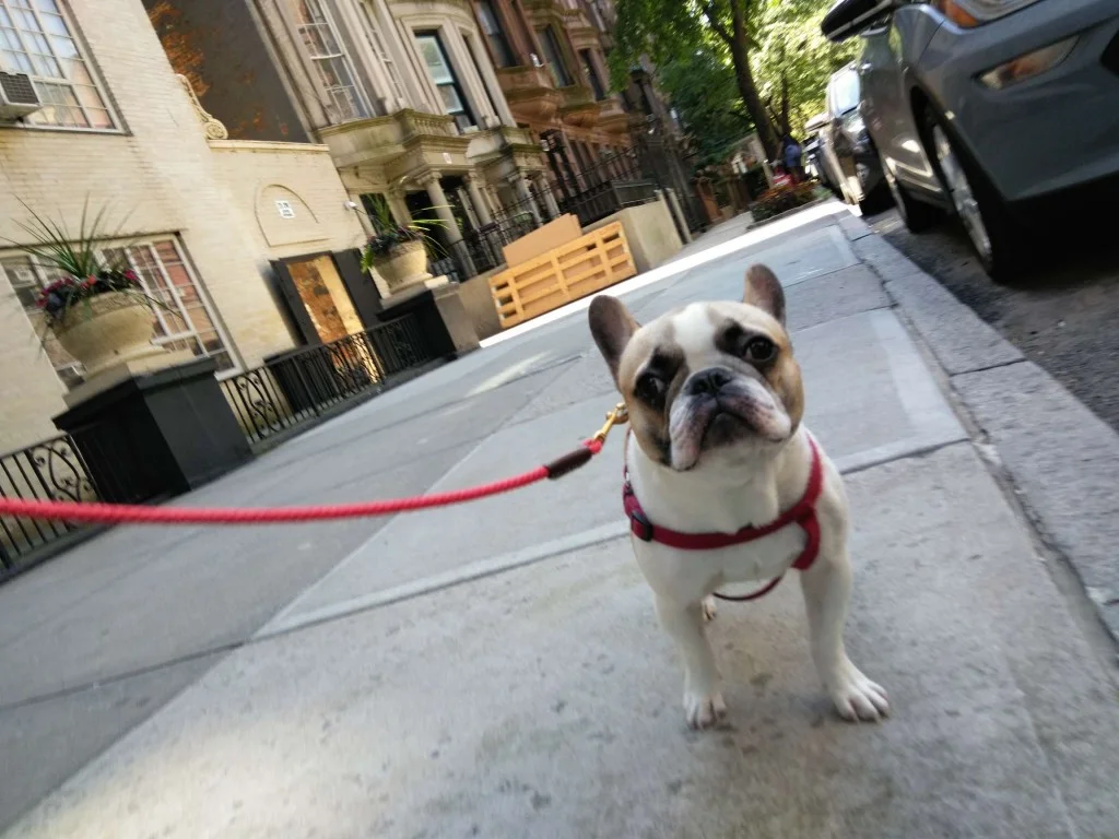 Luke DogWalker — happy dog 51
