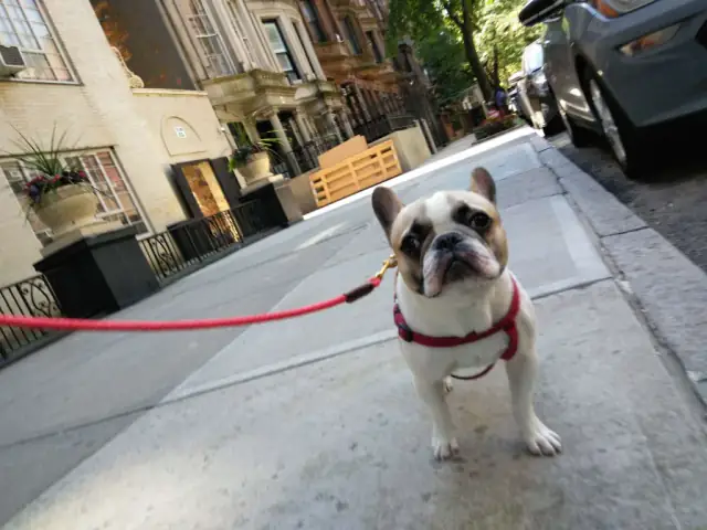 Luke DogWalker — happy dog 51