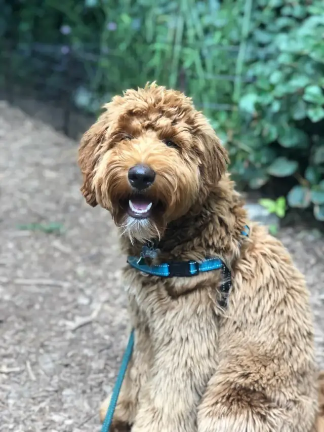 Luke DogWalker — happy dog 52