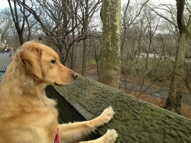 Luke DogWalker — happy dog 53