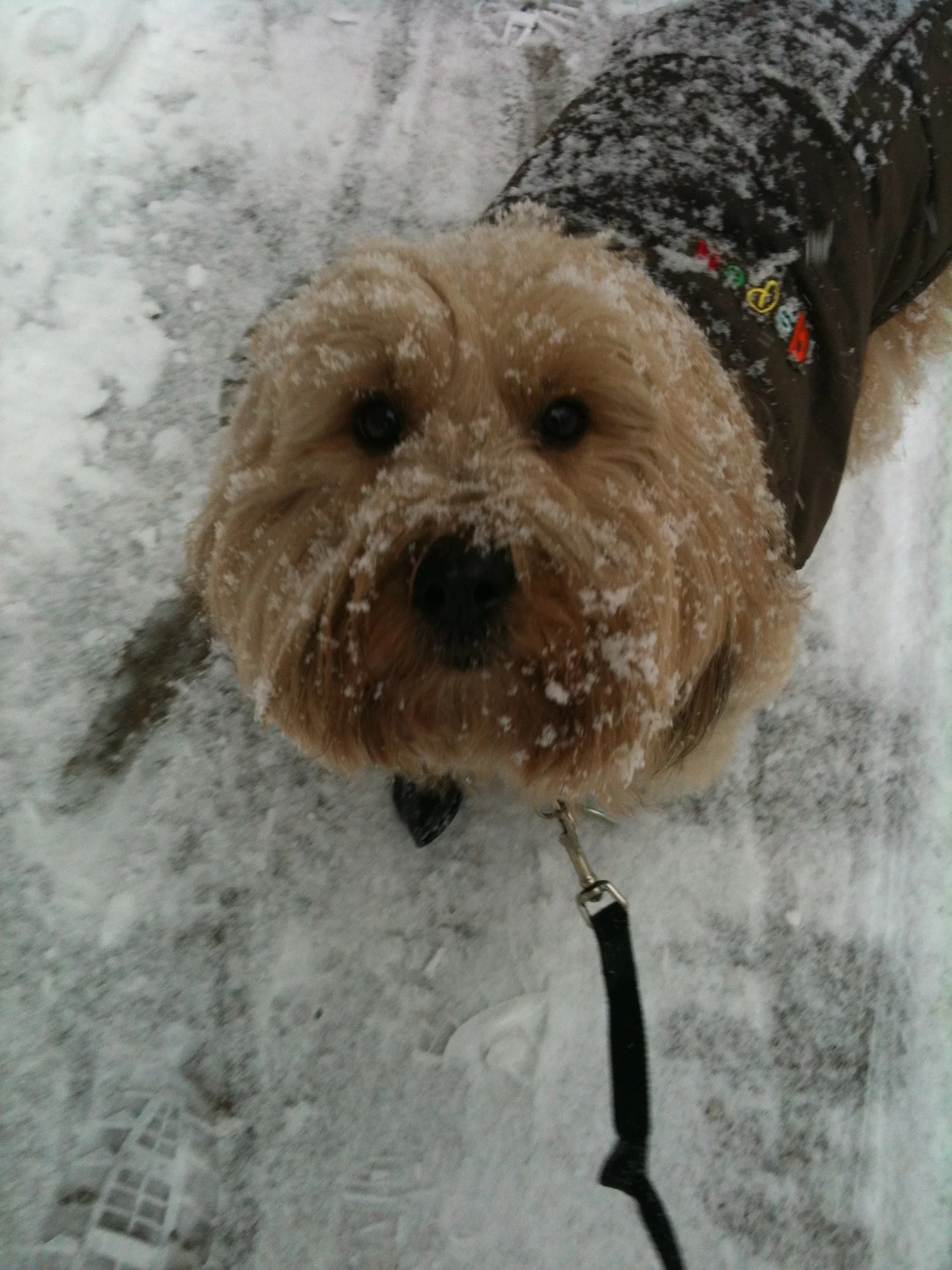 Luke DogWalker — happy dog 55