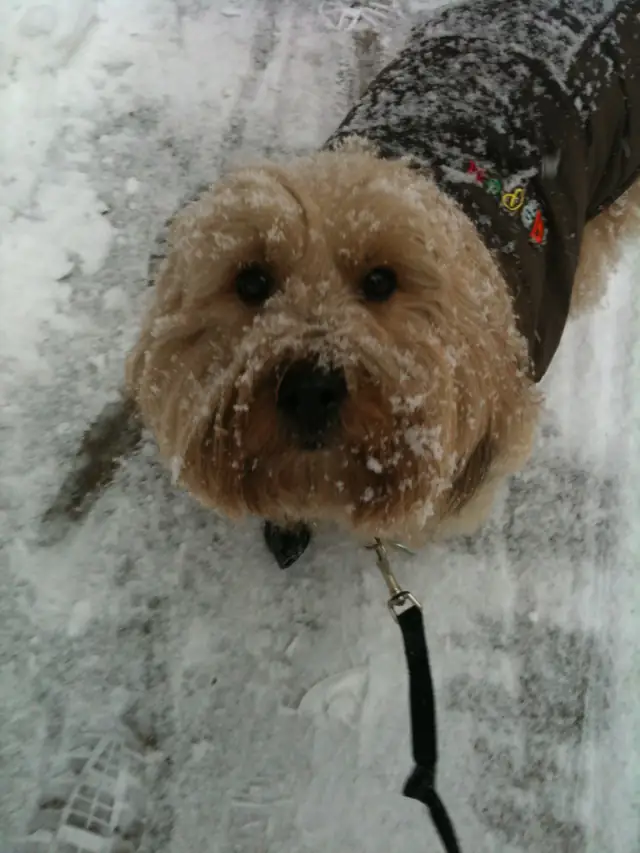 Luke DogWalker — happy dog 55