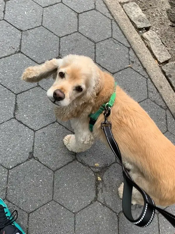 Luke DogWalker — happy dog 57
