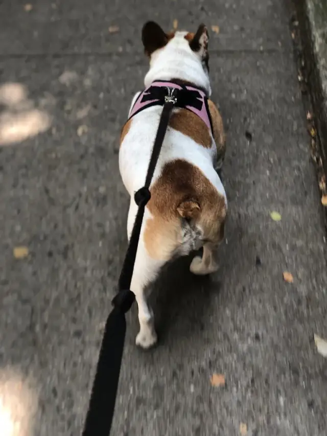 Luke DogWalker — happy dog 58