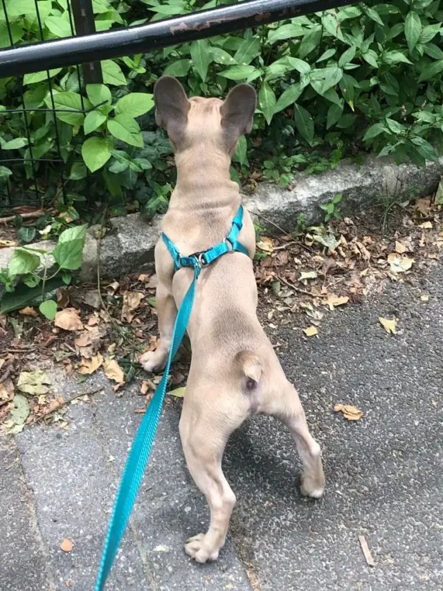 Luke DogWalker — happy dog 59