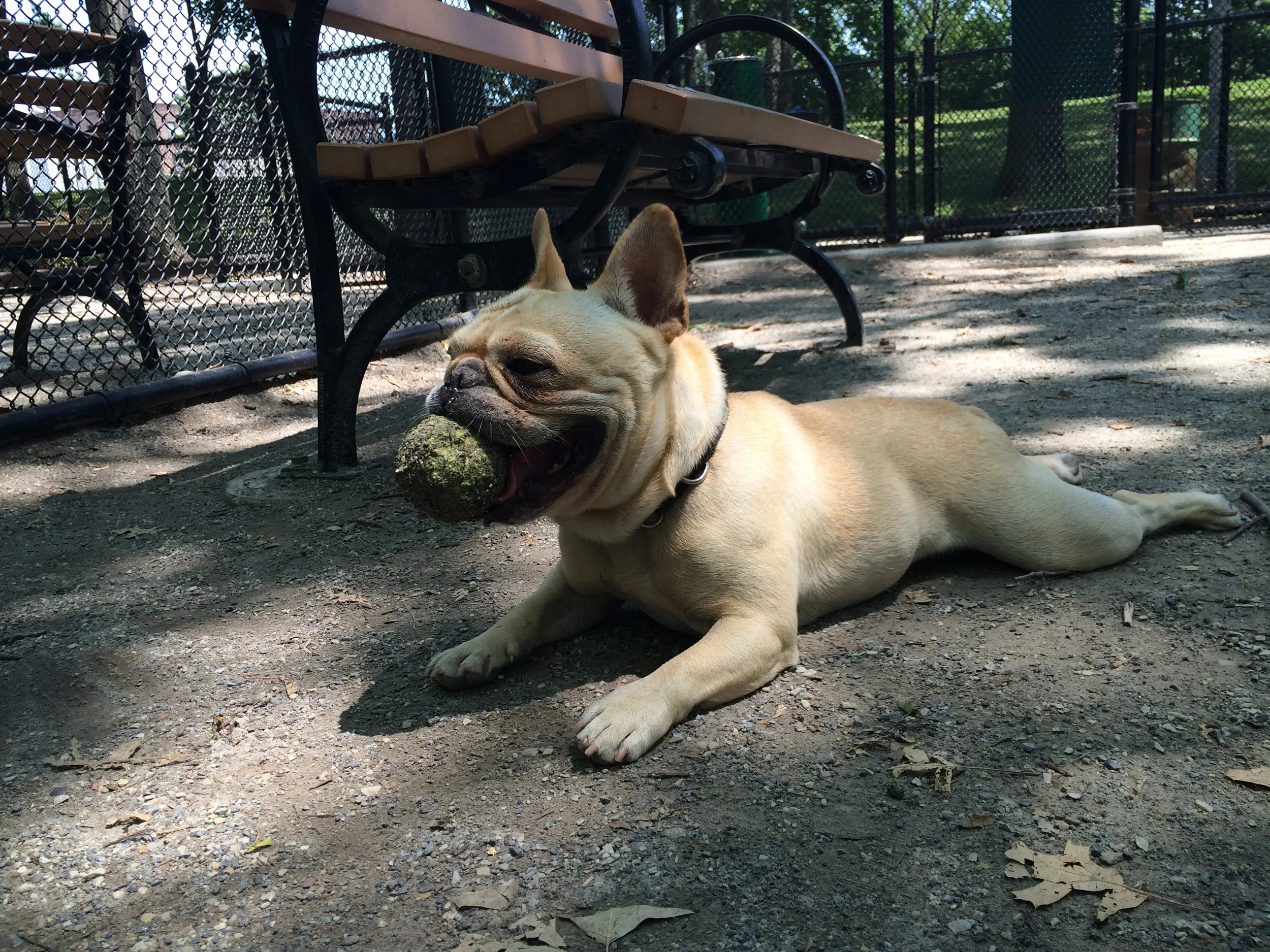 Dog Runs of the Upper West Side: A Local Dog Walker’s Guide to Mud, Mayhem, and Manners