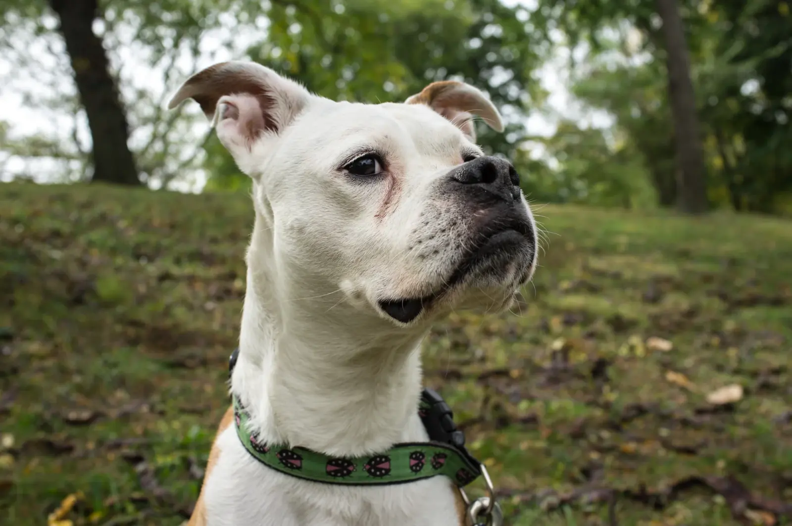 A happy dog in the park — contact Luke DogWalker