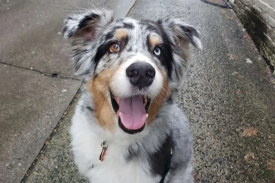 A happy dog out on a walk on the Upper West Side with Luke DogWalker