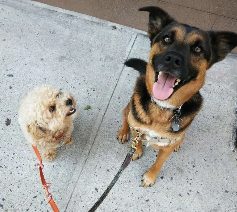 A Luke DogWalker dog walker with two happy pups on the Upper West Side
